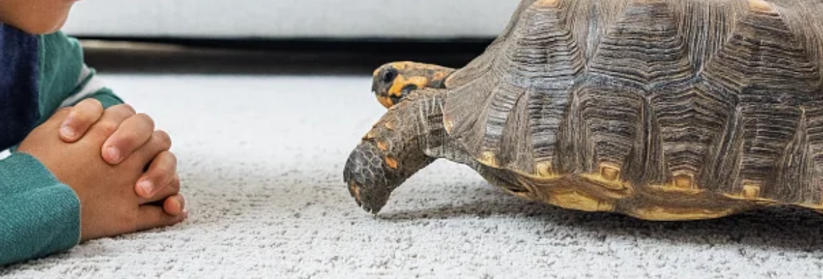 LVP-Flooring-Hero-Banner-2000x400